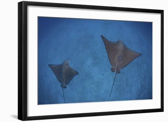 Spotted Eagle Rays Swim over the Seafloor Near Cocos Island, Costa Rica-Stocktrek Images-Framed Photographic Print