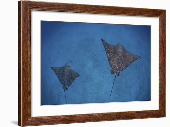 Spotted Eagle Rays Swim over the Seafloor Near Cocos Island, Costa Rica-Stocktrek Images-Framed Photographic Print