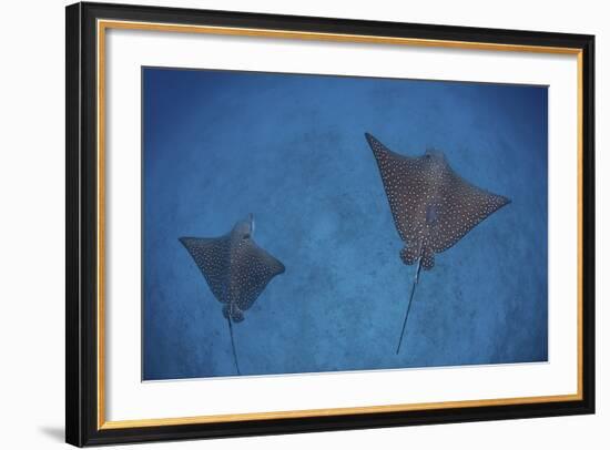 Spotted Eagle Rays Swim over the Seafloor Near Cocos Island, Costa Rica-Stocktrek Images-Framed Photographic Print