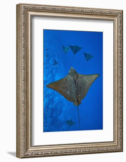 Spotted eagle rays swimming above reef drop off, Maldives-Alex Mustard-Framed Photographic Print