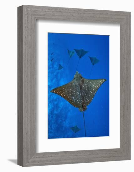 Spotted eagle rays swimming above reef drop off, Maldives-Alex Mustard-Framed Photographic Print