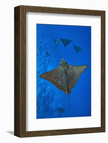 Spotted eagle rays swimming above reef drop off, Maldives-Alex Mustard-Framed Photographic Print