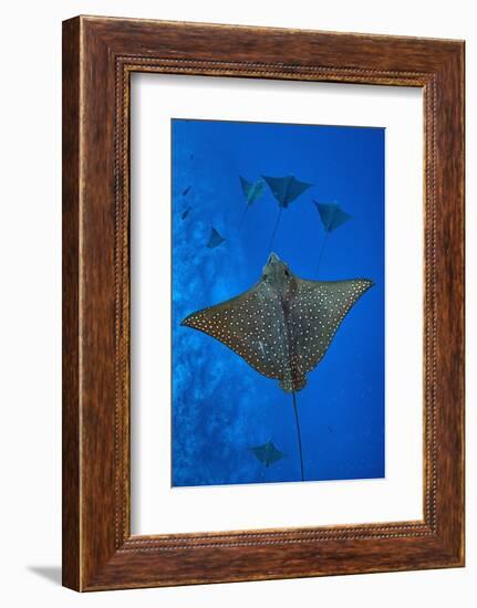 Spotted eagle rays swimming above reef drop off, Maldives-Alex Mustard-Framed Photographic Print