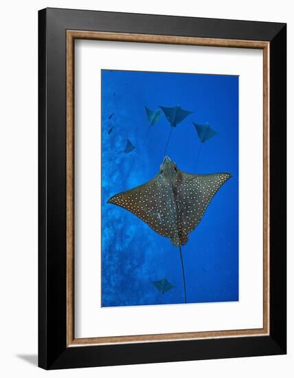 Spotted eagle rays swimming above reef drop off, Maldives-Alex Mustard-Framed Photographic Print