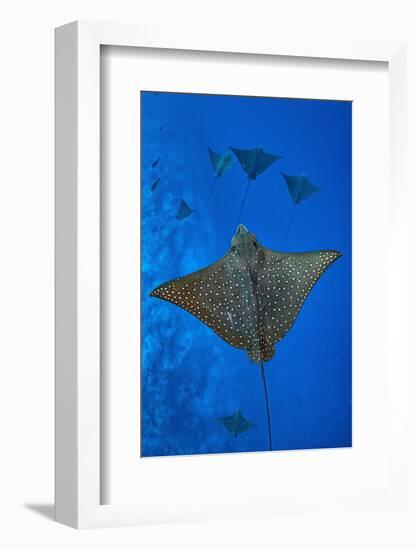 Spotted eagle rays swimming above reef drop off, Maldives-Alex Mustard-Framed Photographic Print