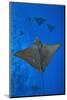 Spotted eagle rays swimming above reef drop off, Maldives-Alex Mustard-Mounted Photographic Print