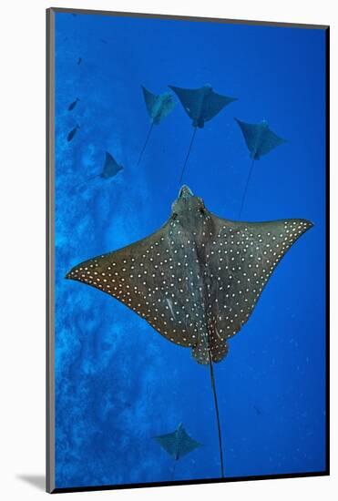 Spotted eagle rays swimming above reef drop off, Maldives-Alex Mustard-Mounted Photographic Print