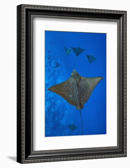 Spotted eagle rays swimming above reef drop off, Maldives-Alex Mustard-Framed Photographic Print