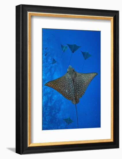 Spotted eagle rays swimming above reef drop off, Maldives-Alex Mustard-Framed Photographic Print