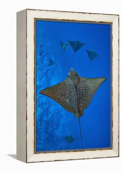 Spotted eagle rays swimming above reef drop off, Maldives-Alex Mustard-Framed Premier Image Canvas