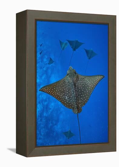 Spotted eagle rays swimming above reef drop off, Maldives-Alex Mustard-Framed Premier Image Canvas