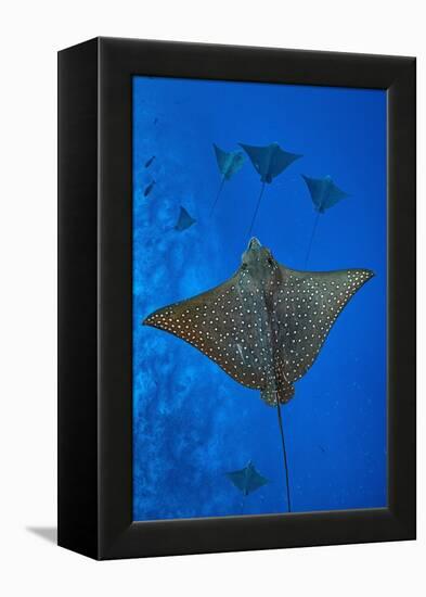 Spotted eagle rays swimming above reef drop off, Maldives-Alex Mustard-Framed Premier Image Canvas