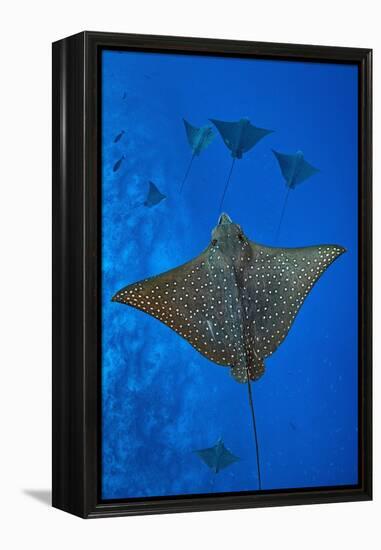 Spotted eagle rays swimming above reef drop off, Maldives-Alex Mustard-Framed Premier Image Canvas