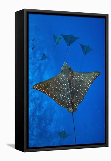 Spotted eagle rays swimming above reef drop off, Maldives-Alex Mustard-Framed Premier Image Canvas