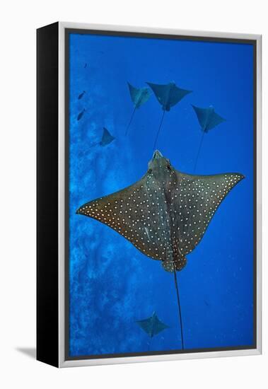 Spotted eagle rays swimming above reef drop off, Maldives-Alex Mustard-Framed Premier Image Canvas