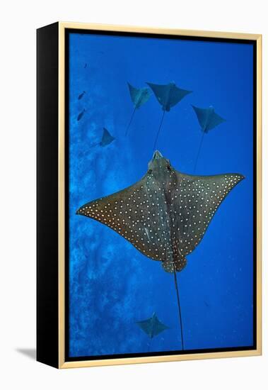 Spotted eagle rays swimming above reef drop off, Maldives-Alex Mustard-Framed Premier Image Canvas