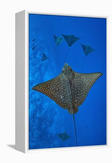 Spotted eagle rays swimming above reef drop off, Maldives-Alex Mustard-Framed Premier Image Canvas