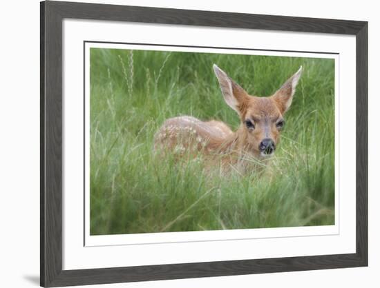 Spotted Fawn-Donald Paulson-Framed Giclee Print