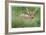 Spotted Fawn-Donald Paulson-Framed Giclee Print
