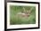 Spotted Fawn-Donald Paulson-Framed Giclee Print