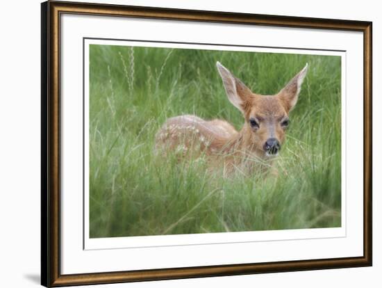 Spotted Fawn-Donald Paulson-Framed Giclee Print