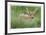 Spotted Fawn-Donald Paulson-Framed Giclee Print