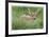 Spotted Fawn-Donald Paulson-Framed Giclee Print