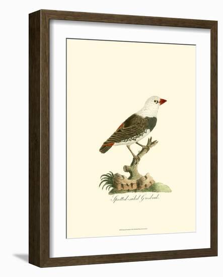 Spotted Grosbeak-null-Framed Premium Giclee Print