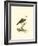 Spotted Grosbeak-null-Framed Premium Giclee Print