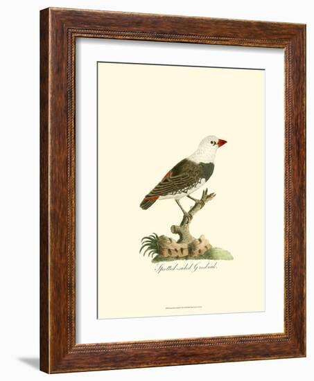 Spotted Grosbeak-null-Framed Art Print