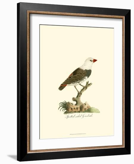 Spotted Grosbeak-null-Framed Art Print