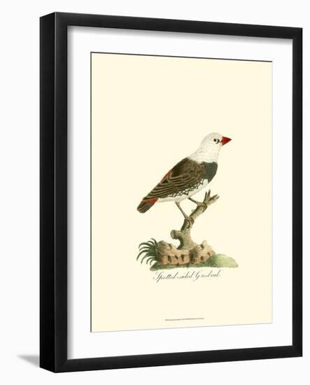 Spotted Grosbeak-null-Framed Art Print