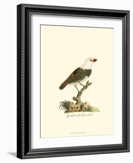 Spotted Grosbeak-null-Framed Art Print