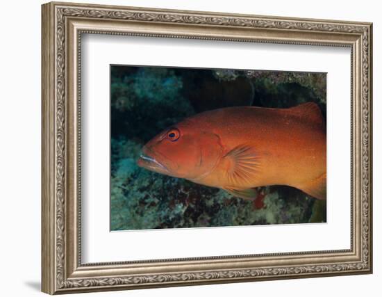 Spotted Grouper, Beqa Lagoon, Fiji-Stocktrek Images-Framed Photographic Print