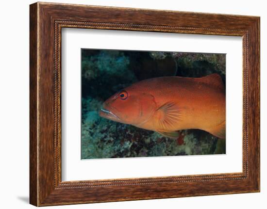 Spotted Grouper, Beqa Lagoon, Fiji-Stocktrek Images-Framed Photographic Print