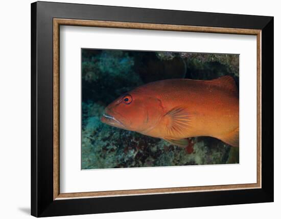 Spotted Grouper, Beqa Lagoon, Fiji-Stocktrek Images-Framed Photographic Print