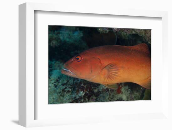 Spotted Grouper, Beqa Lagoon, Fiji-Stocktrek Images-Framed Photographic Print