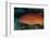 Spotted Grouper, Beqa Lagoon, Fiji-Stocktrek Images-Framed Photographic Print