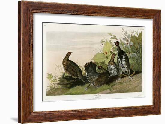 Spotted Grouse-null-Framed Giclee Print