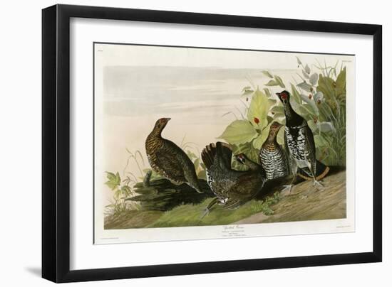 Spotted Grouse-null-Framed Giclee Print