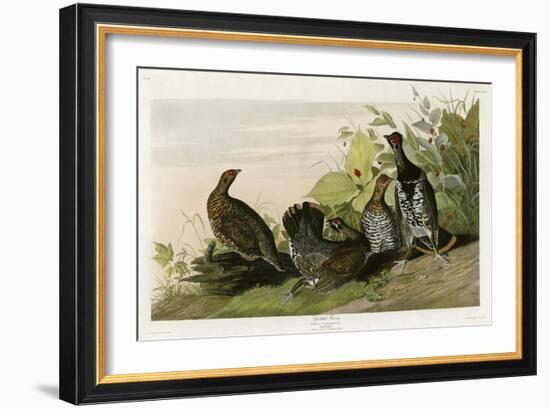 Spotted Grouse-null-Framed Giclee Print