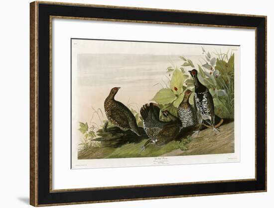 Spotted Grouse-null-Framed Giclee Print