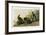 Spotted Grouse-null-Framed Giclee Print