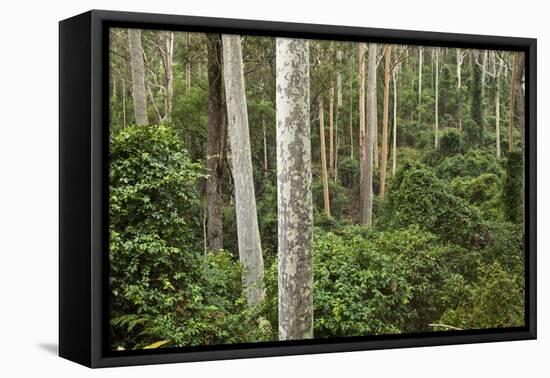 Spotted Gum Tree Forest in Murramarang National Park-Paul Souders-Framed Premier Image Canvas