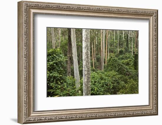 Spotted Gum Tree Forest in Murramarang National Park-Paul Souders-Framed Photographic Print