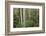 Spotted Gum Tree Forest in Murramarang National Park-Paul Souders-Framed Photographic Print