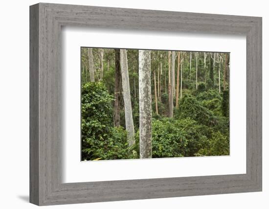 Spotted Gum Tree Forest in Murramarang National Park-Paul Souders-Framed Photographic Print