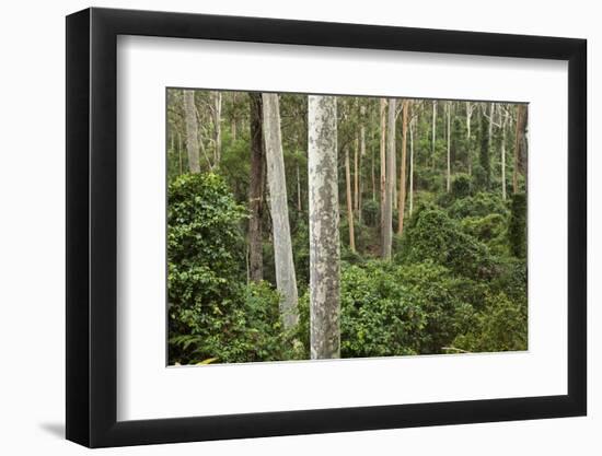 Spotted Gum Tree Forest in Murramarang National Park-Paul Souders-Framed Photographic Print