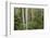 Spotted Gum Tree Forest in Murramarang National Park-Paul Souders-Framed Photographic Print