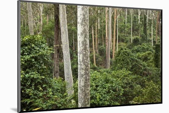 Spotted Gum Tree Forest in Murramarang National Park-Paul Souders-Mounted Photographic Print